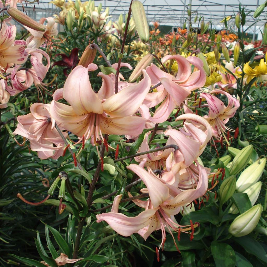 Lilium Pink Flavour - Lily