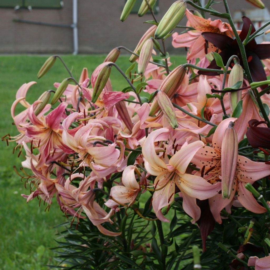 Lilium Pink Flavour - Lily