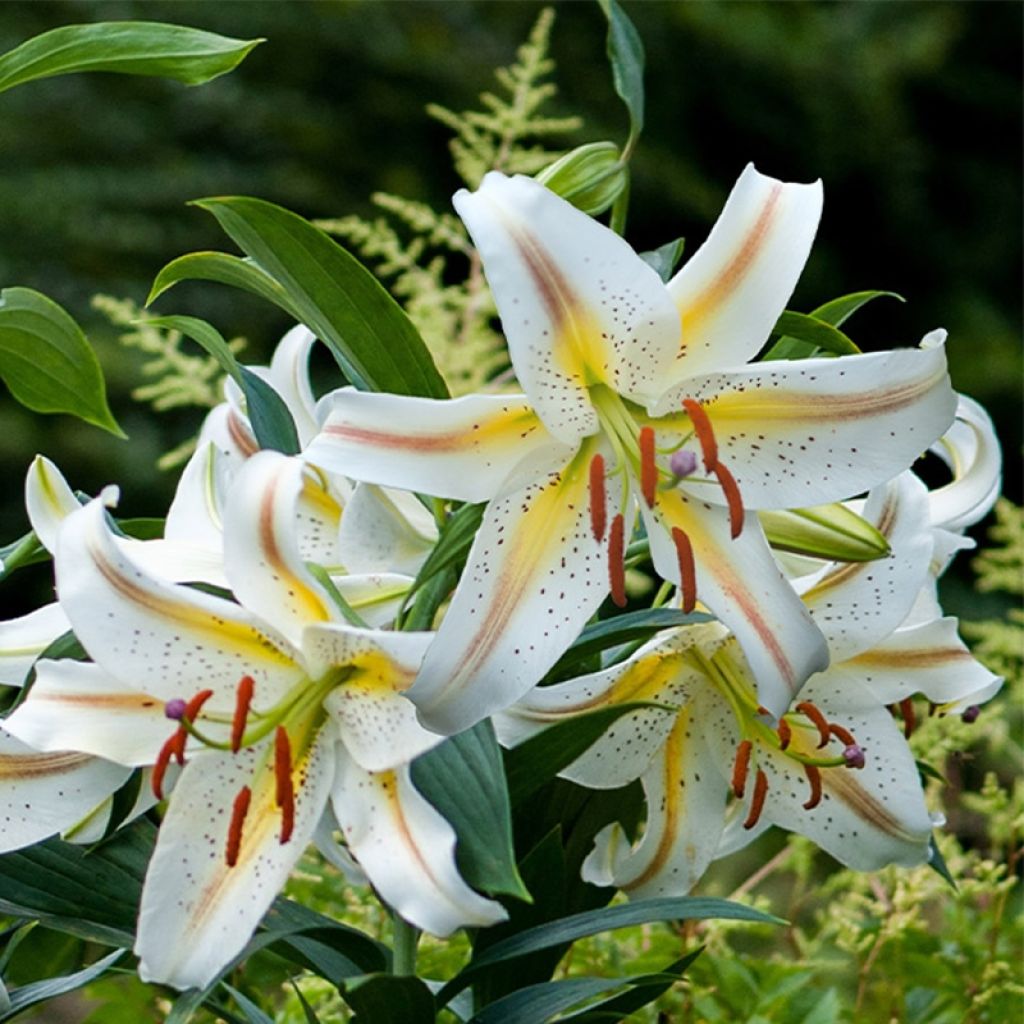 Lilium Garden Party - Lily