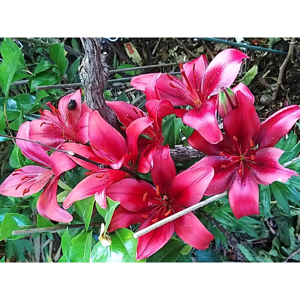 Lilium New red asiatic seedling