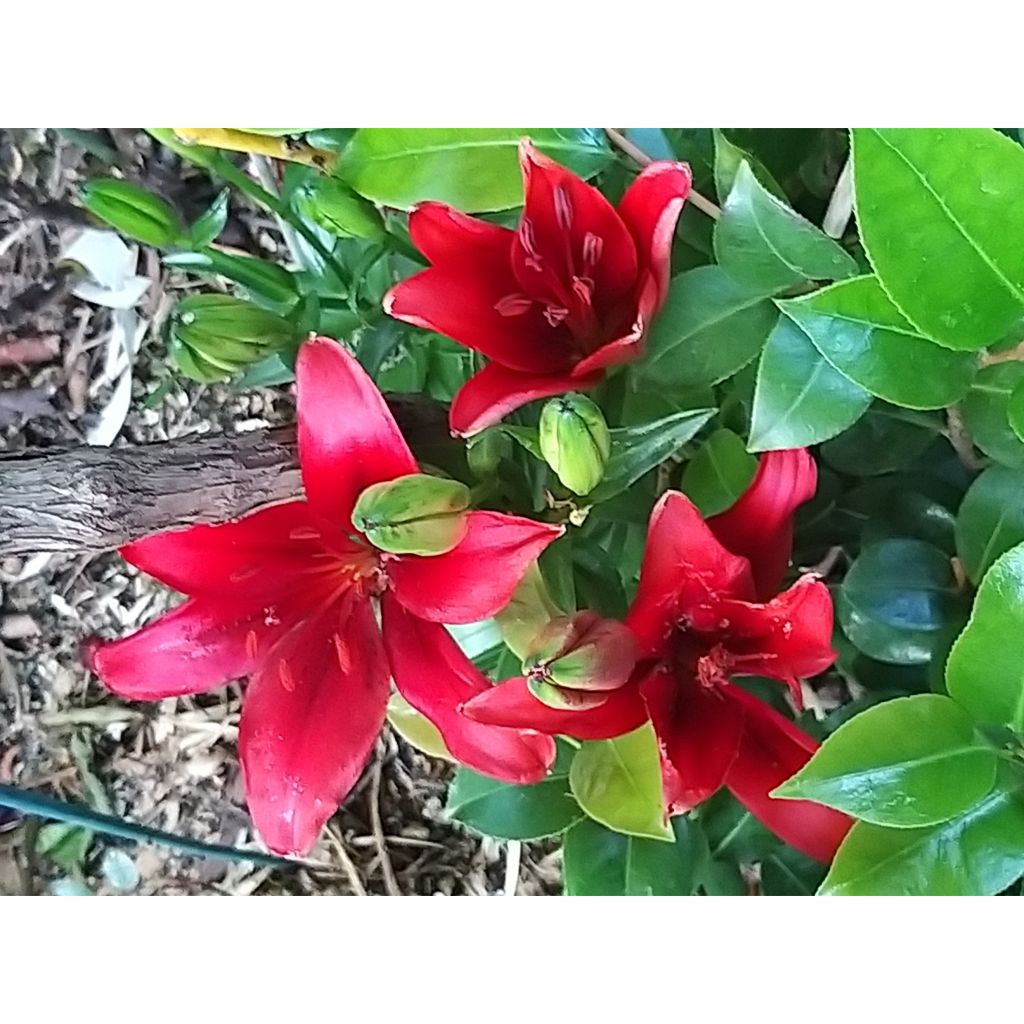 Lilium New red asiatic seedling