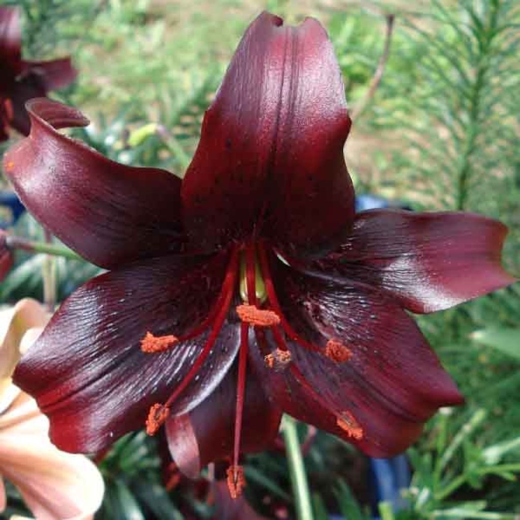 Lilium Night Flyer