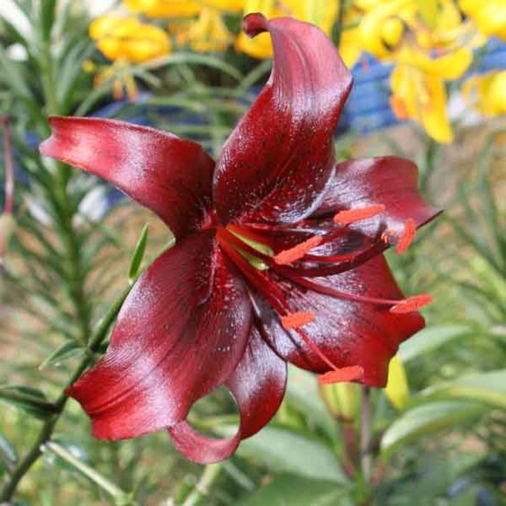 Lilium Night Flyer