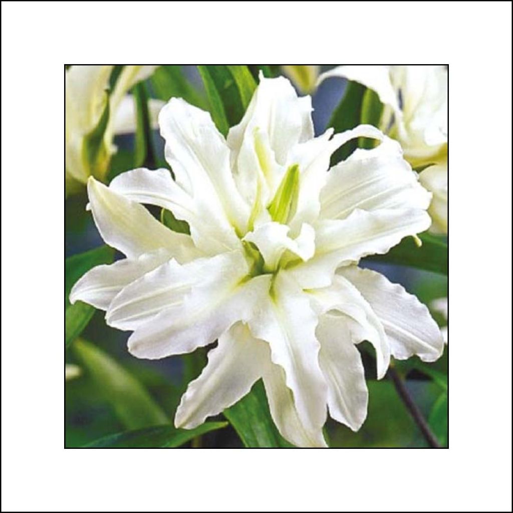 Lilium oriental Polar Star - Lily
