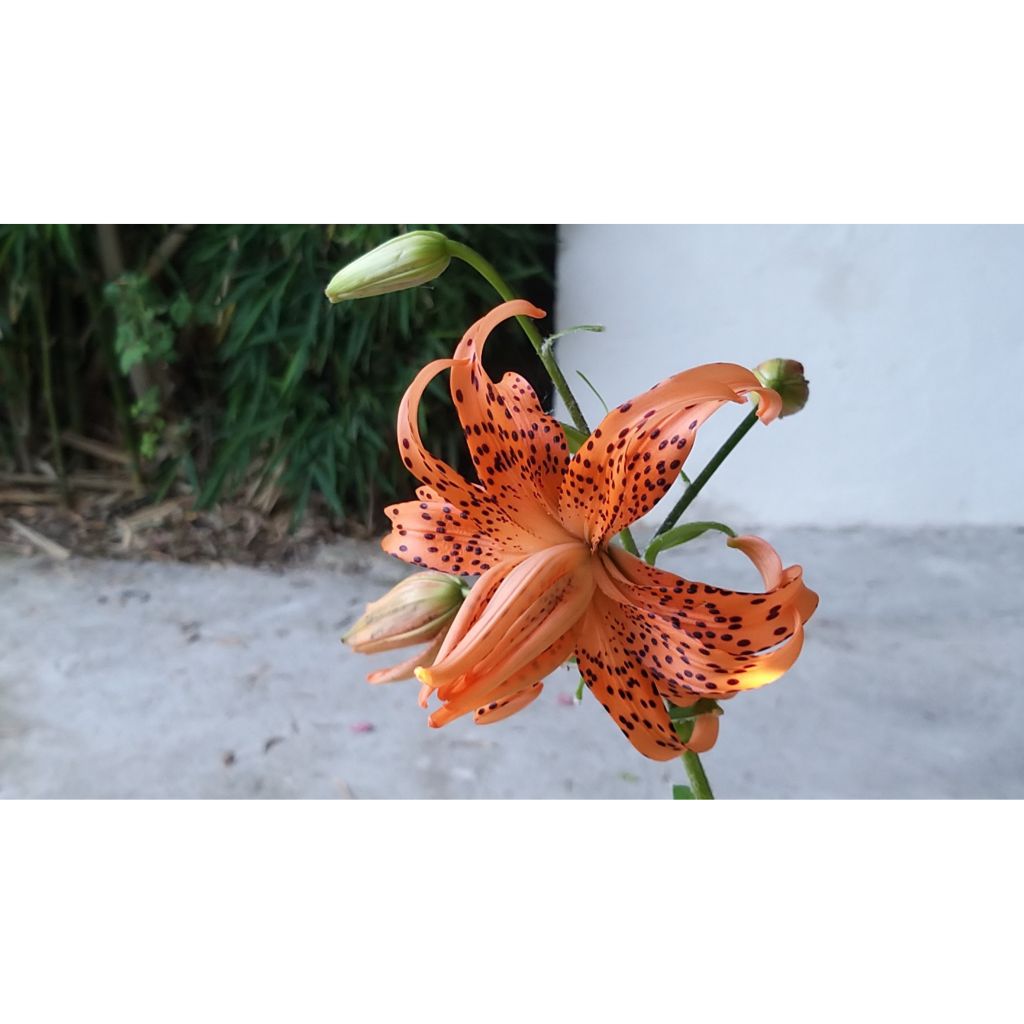 Lilium lancifolium Flore Pleno