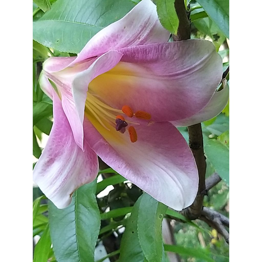 Lilium Pink Perfection