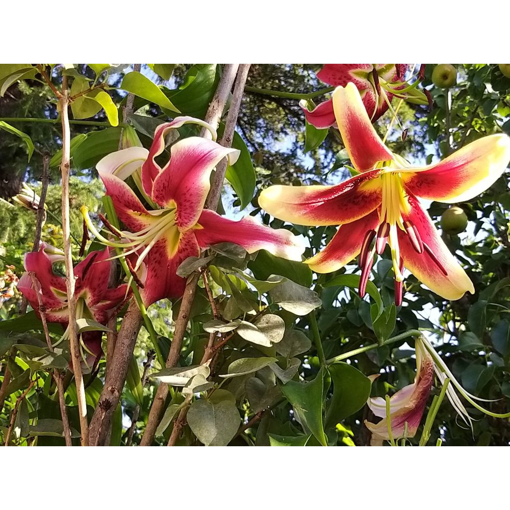 Lilium Scheherazade