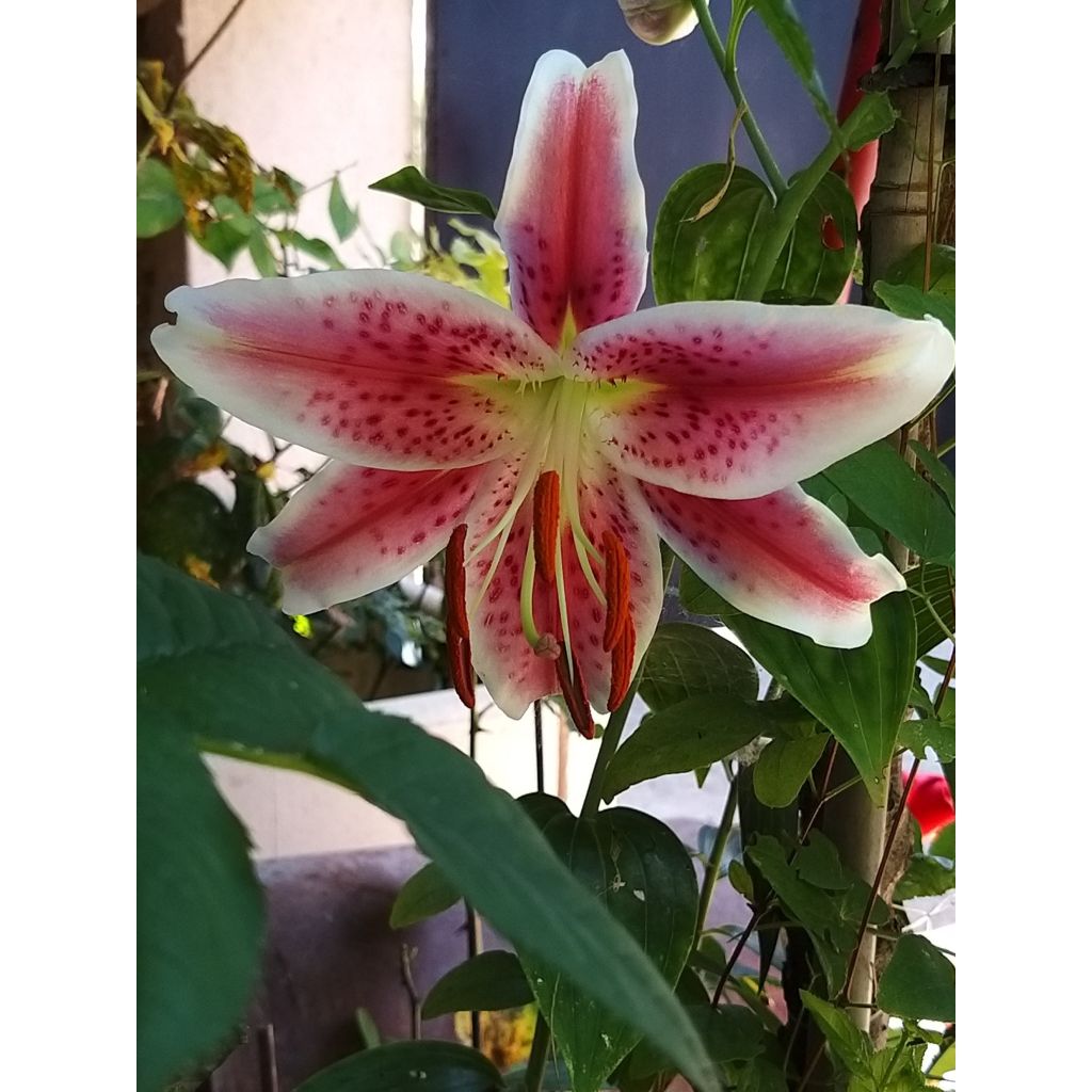 Lilium Stargazer - Lily