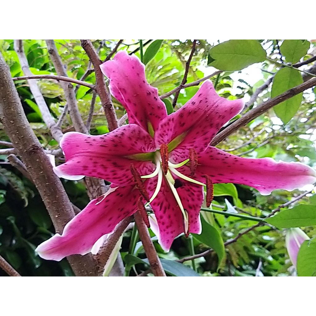 Lilium Stargazer - Lily