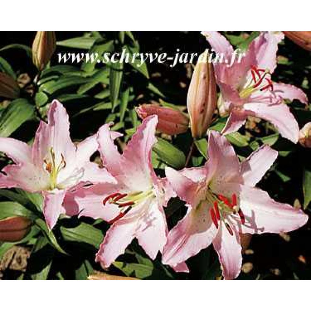 Lilium Marco Polo