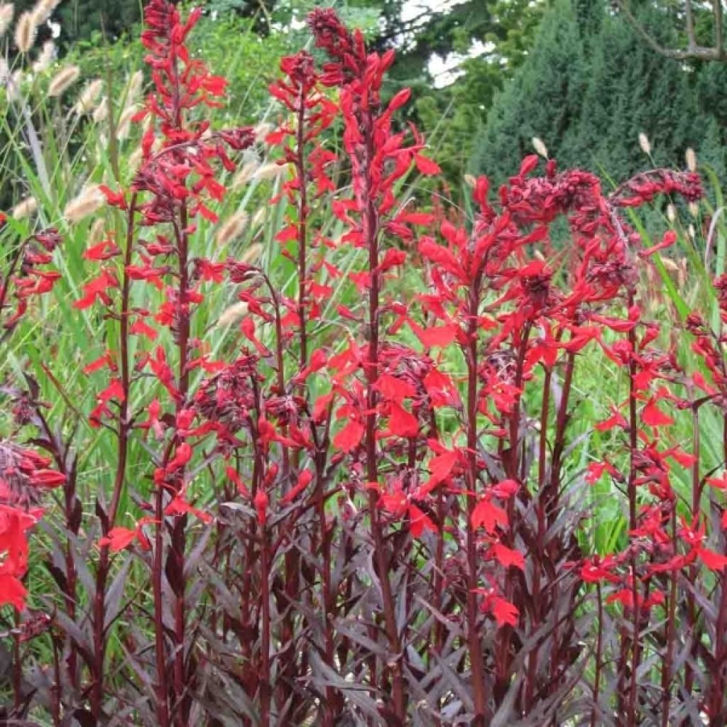 Lobelia fulgens Queen Victoria