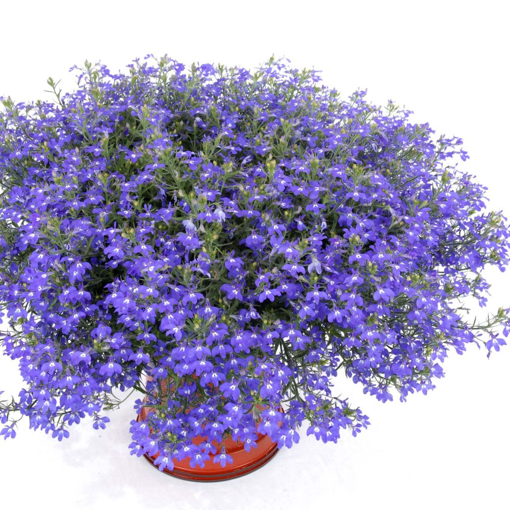 Lobelia Anabel Blue