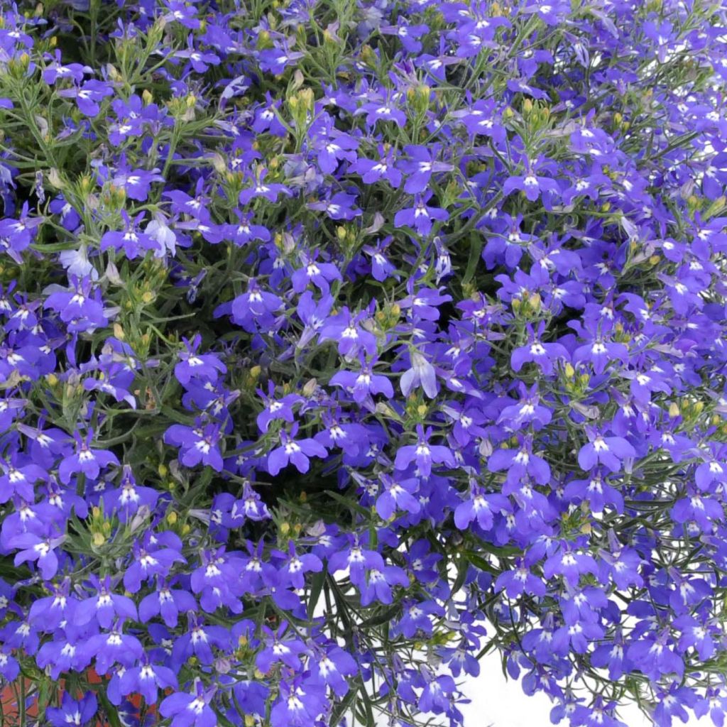 Lobelia Anabel Blue