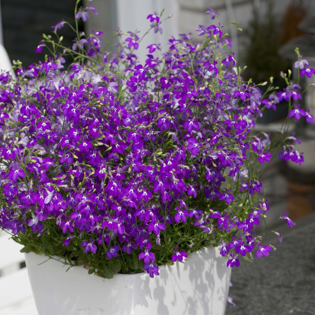 Lobelia erinus Purple Star - Trailing Lobelia