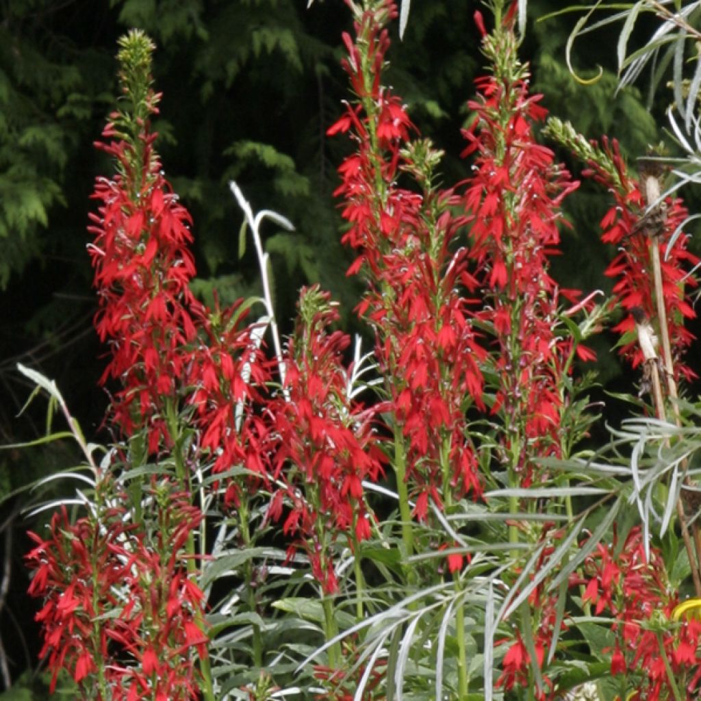 Lobelia speciosa Fan burgondy