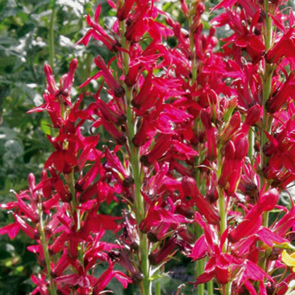 Lobelia speciosa Fan burgondy