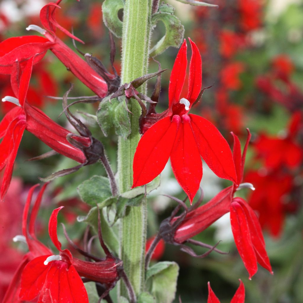 Lobelia speciosa Kompliment Scarlach