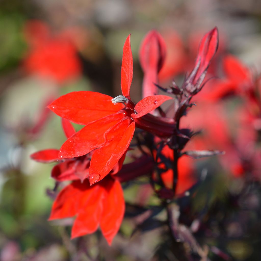 Lobelia speciosa Starship Scarlet