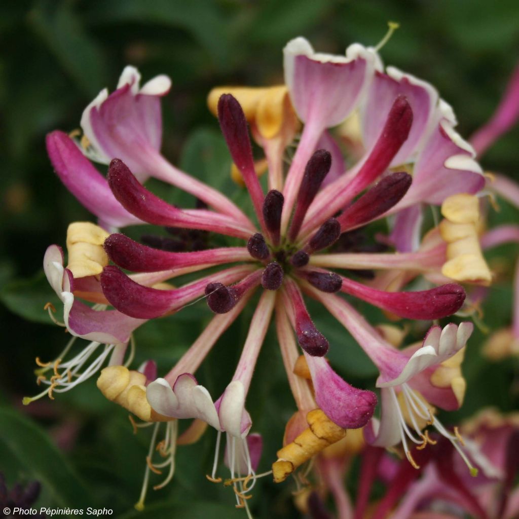 Lonicera periclymenum Chic et Choc - Common Honeysuckle