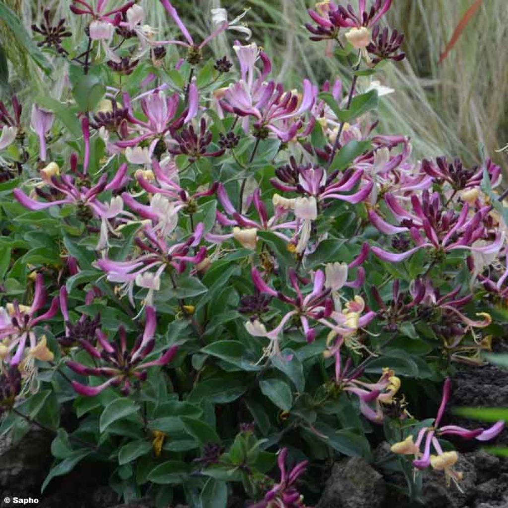 Lonicera periclymenum Chic et Choc - Common Honeysuckle