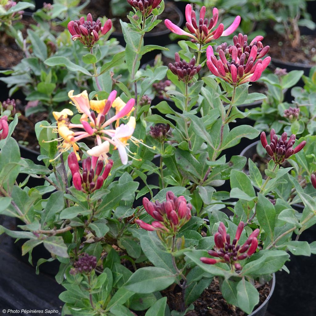 Lonicera periclymenum Chic et Choc - Common Honeysuckle