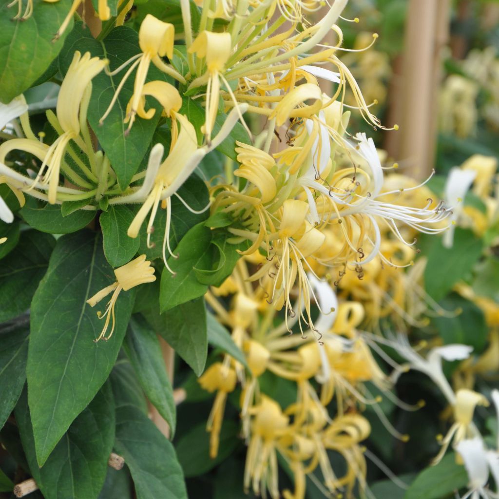 Lonicera similis var. delavayi 