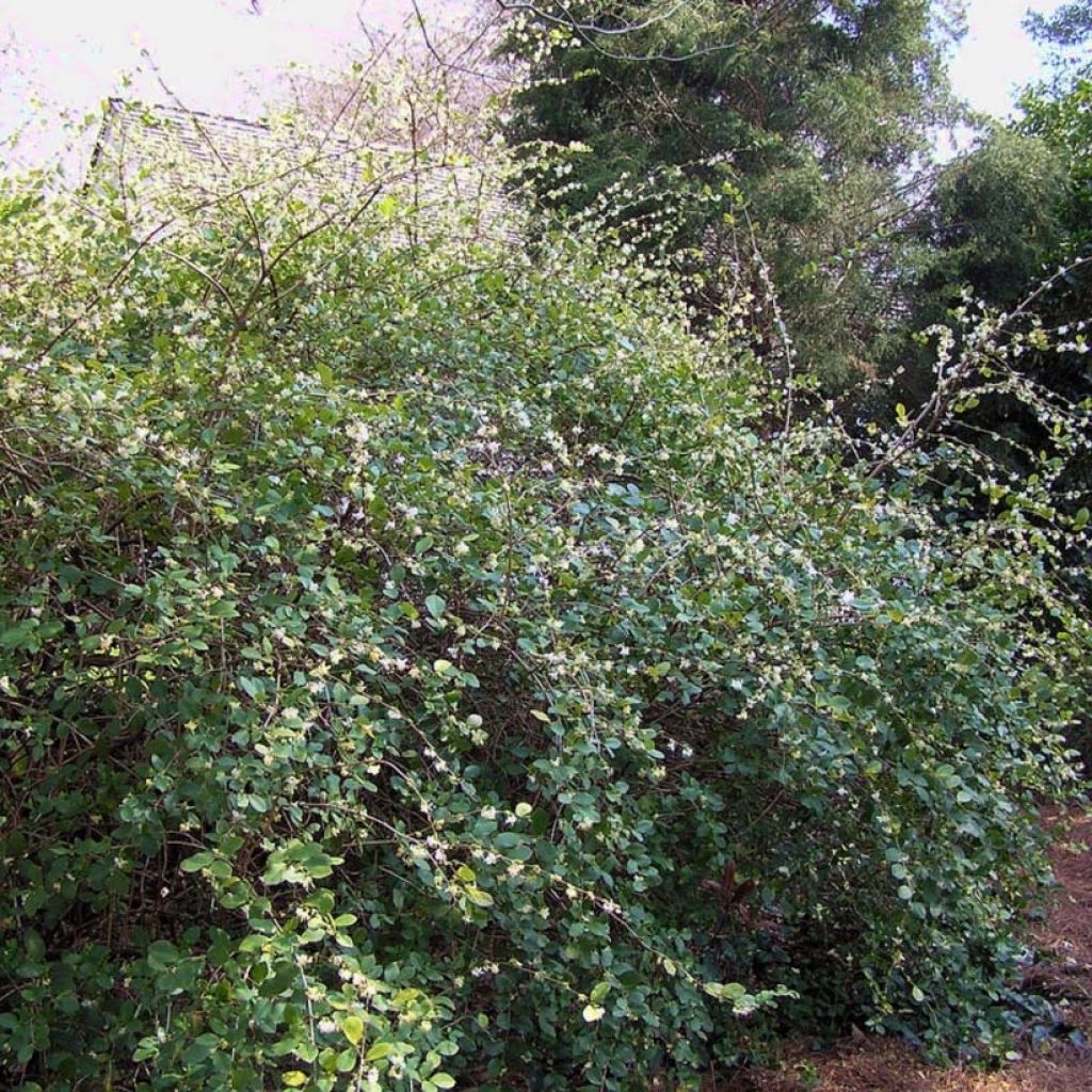 Lonicera fragrantissima 