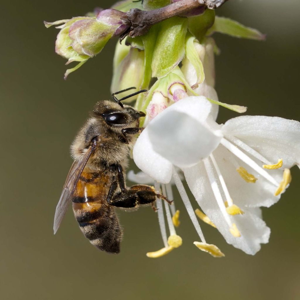 Lonicera fragrantissima - Winter Honeysuckle