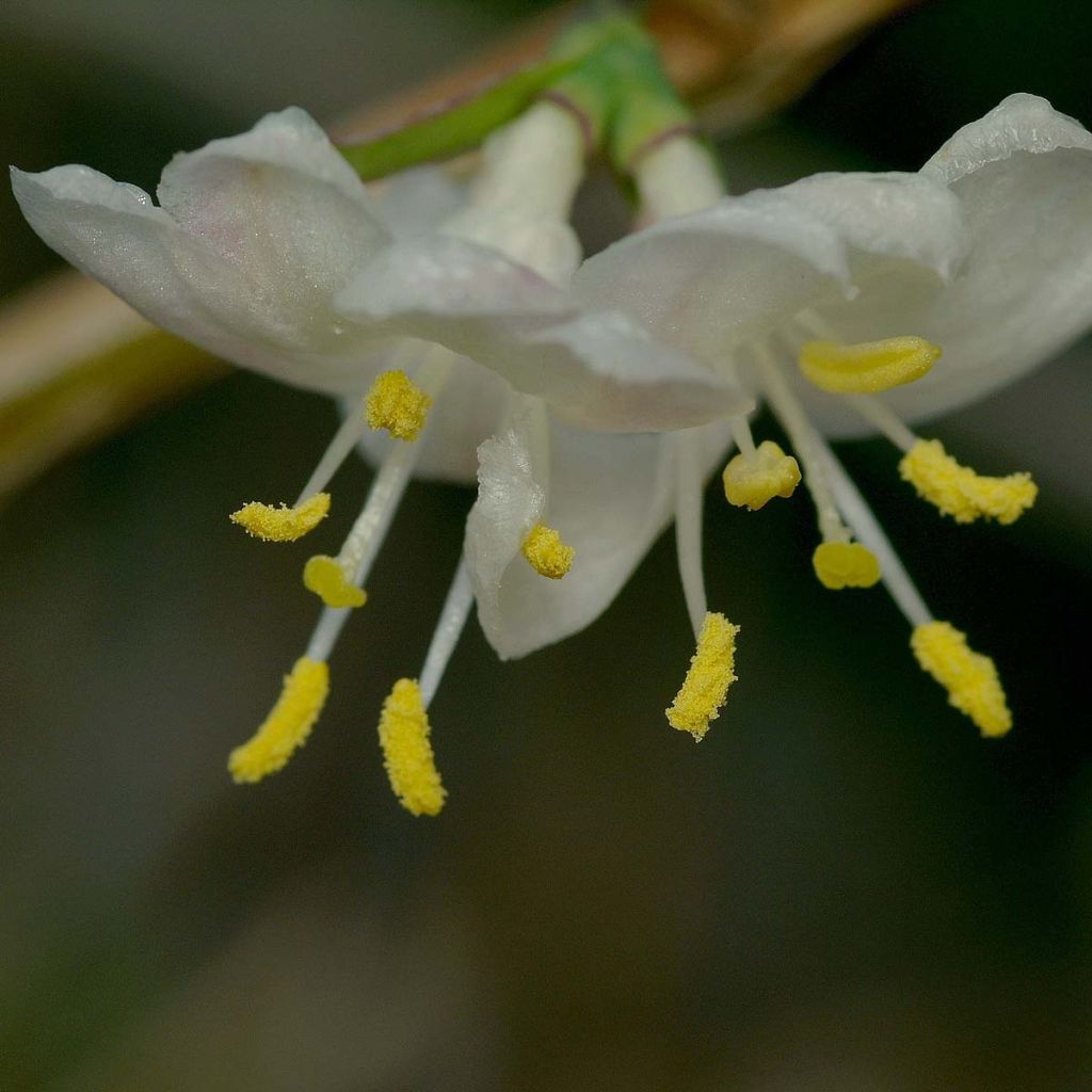 Lonicera fragrantissima - Winter Honeysuckle