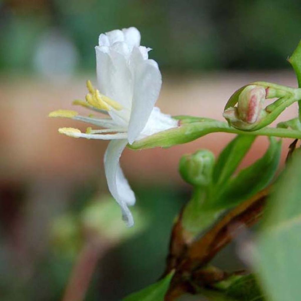 Lonicera fragrantissima - Winter Honeysuckle