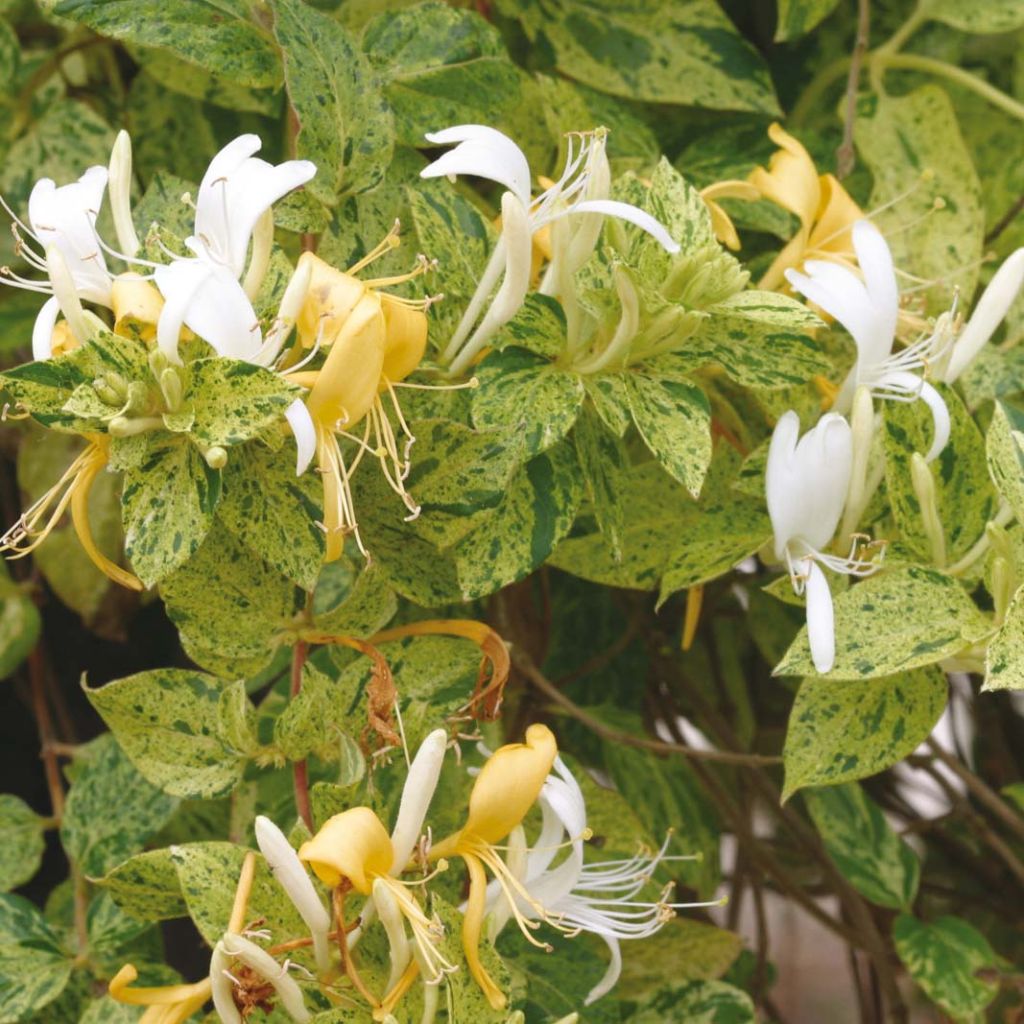 Lonicera japonica Mint Crisp