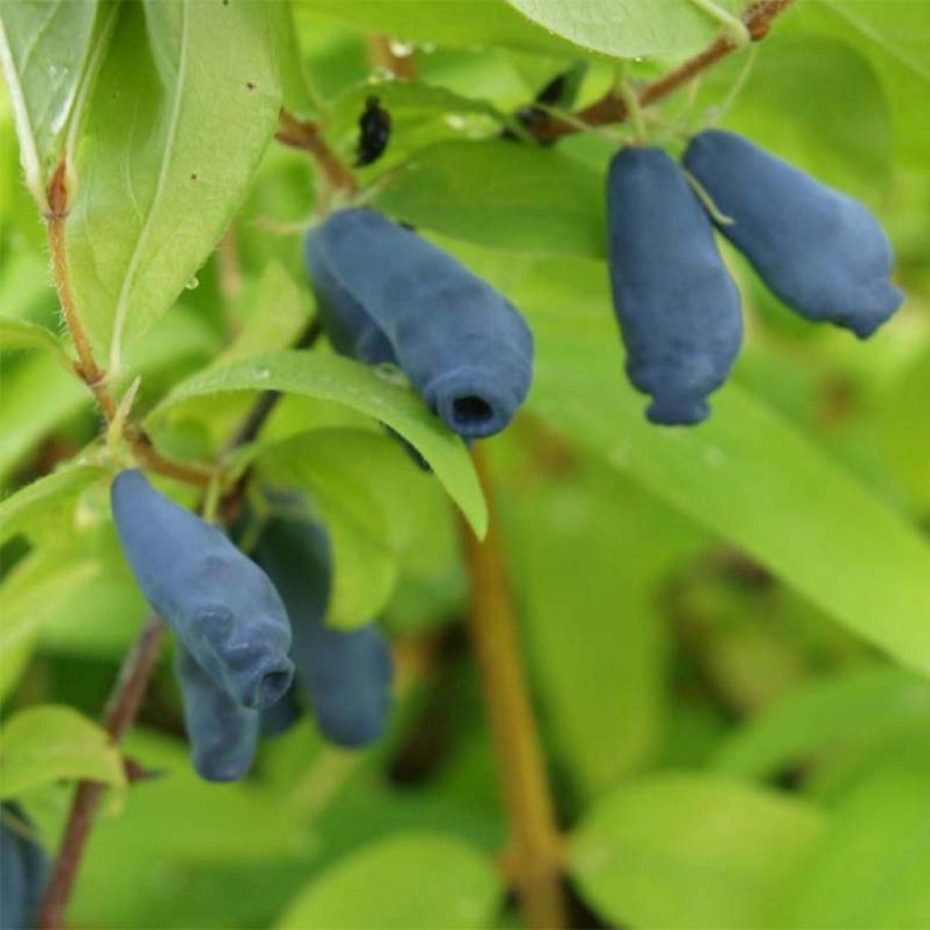 Lonicera kamtschatica Eisbär - Honeyberry