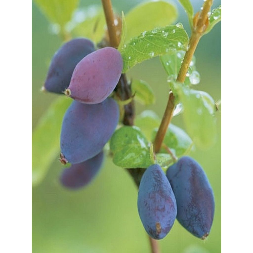 Lonicera caerulea var. kamtschatica Martin - May Berry