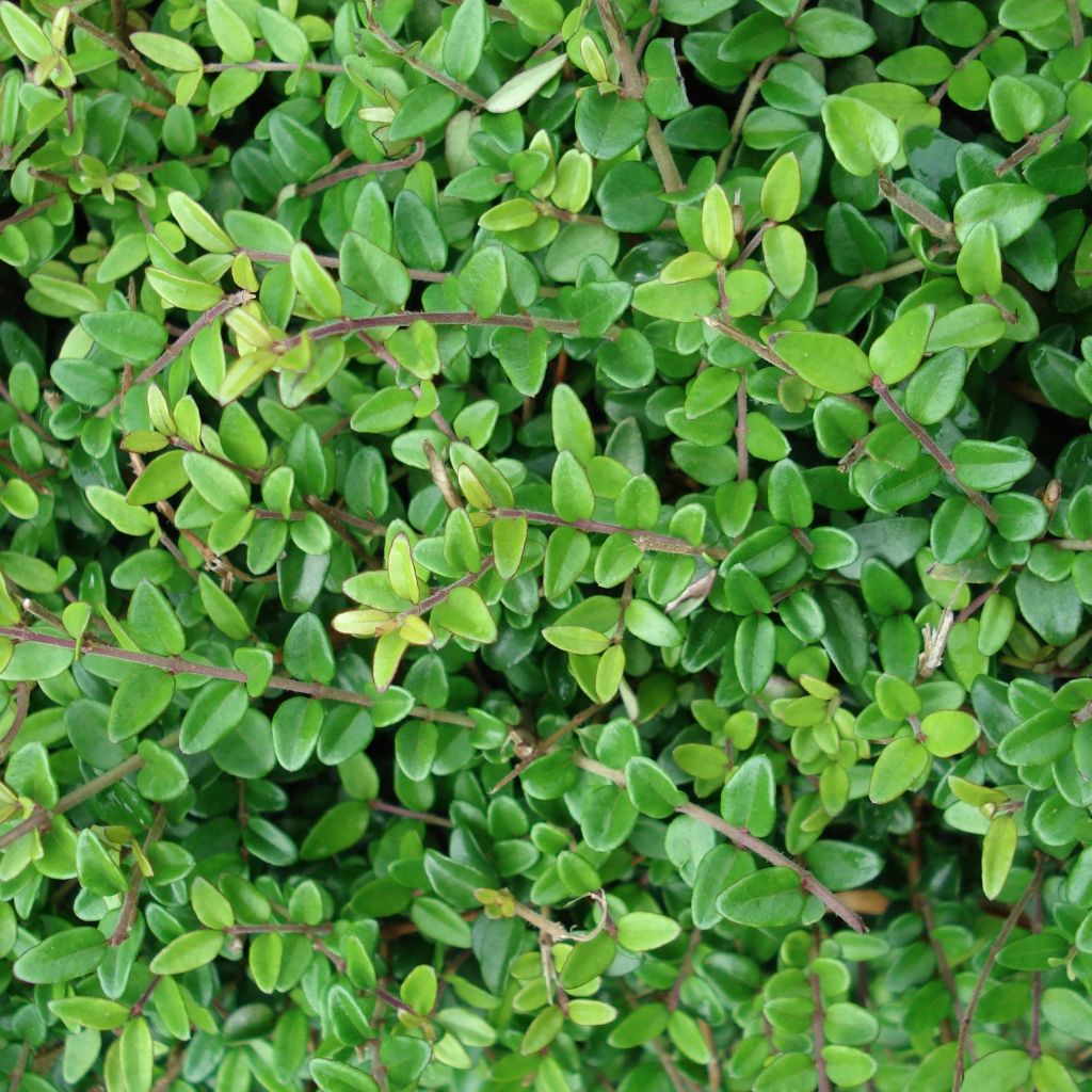 Lonicera nitida - Box Honeysuckle