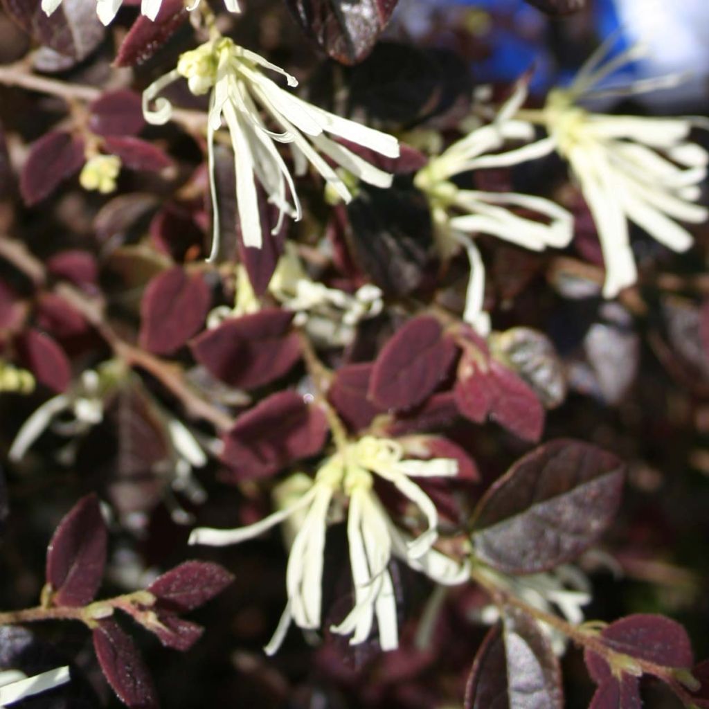 Loropetalum chinense var. rubrum Ruby Snow - Chinese Witch Hazel