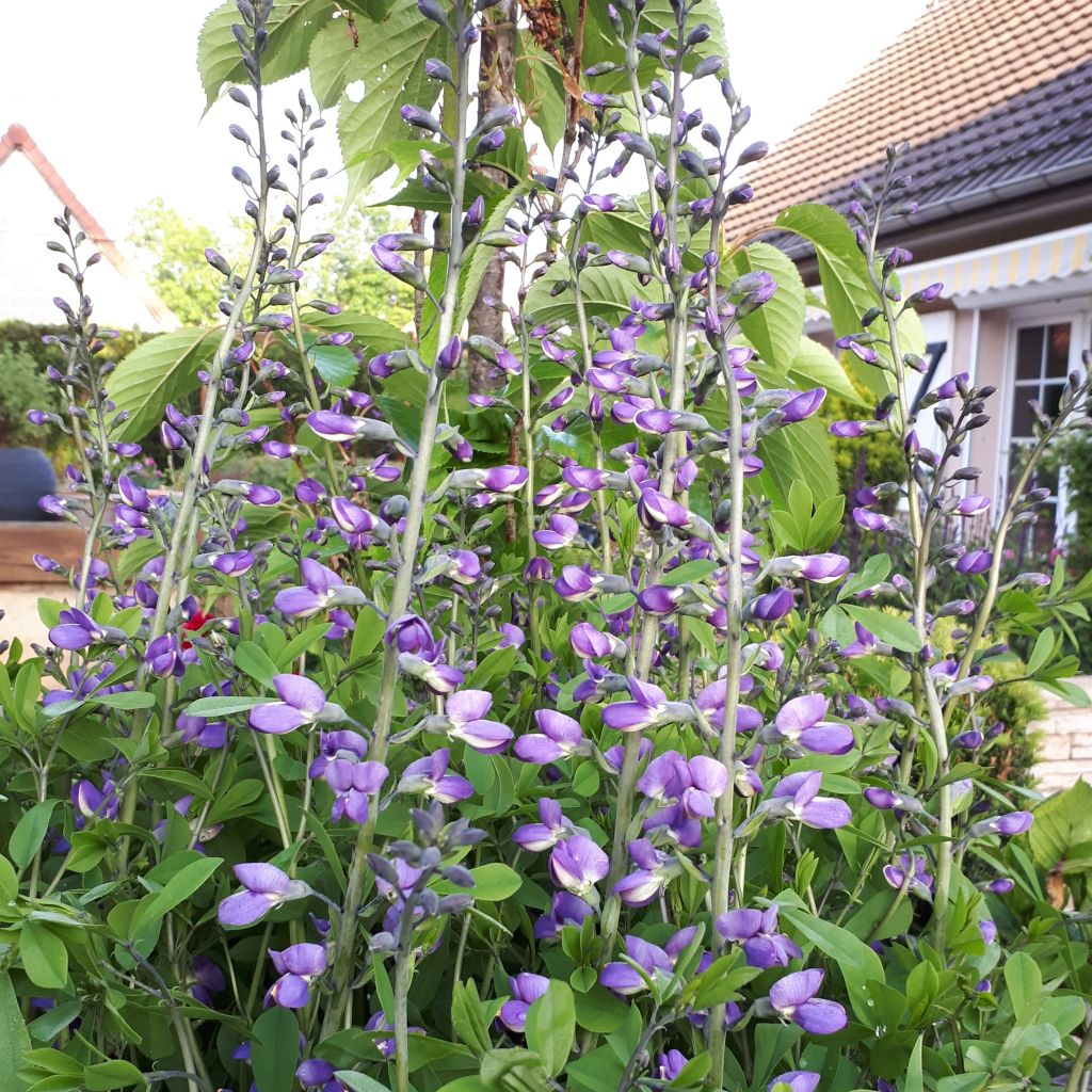 Baptisia Purple Smoke - False Indigo