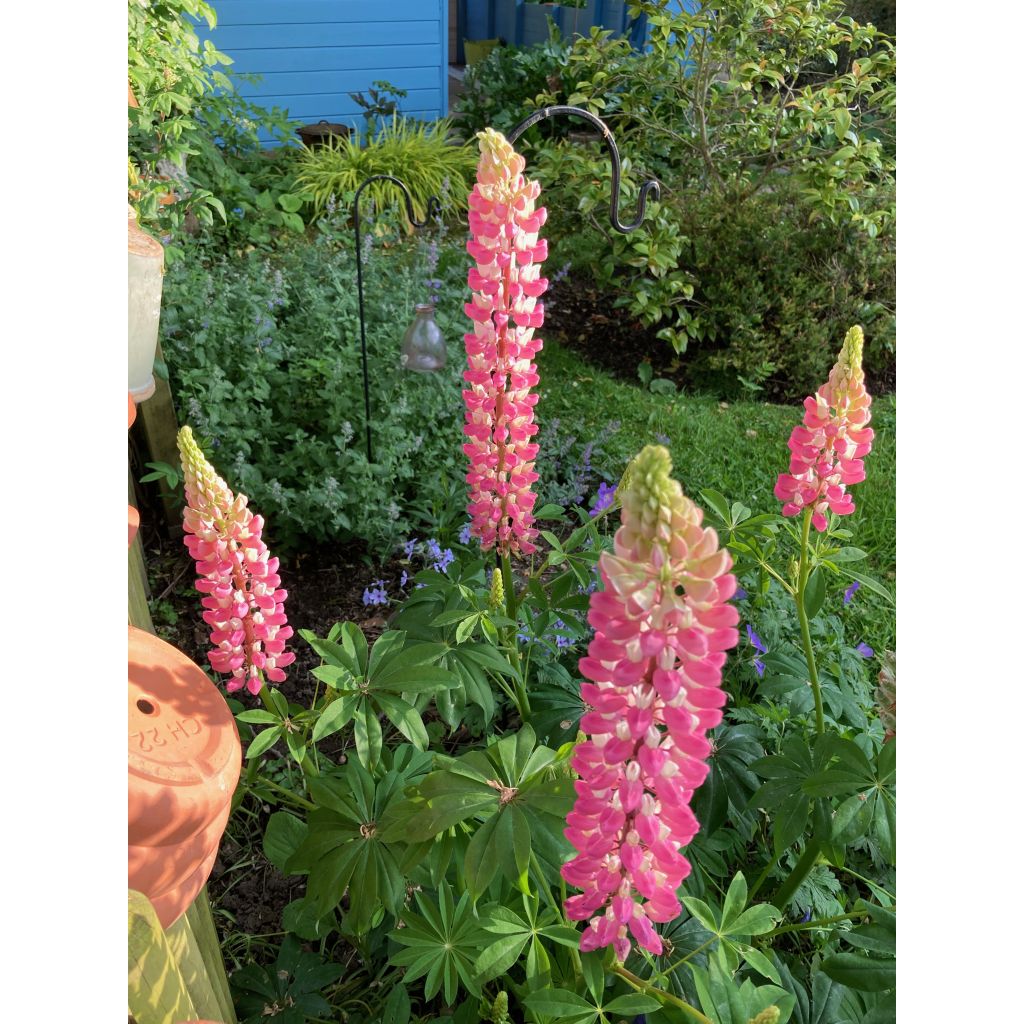 Lupinus polyphyllus The Chatelaine