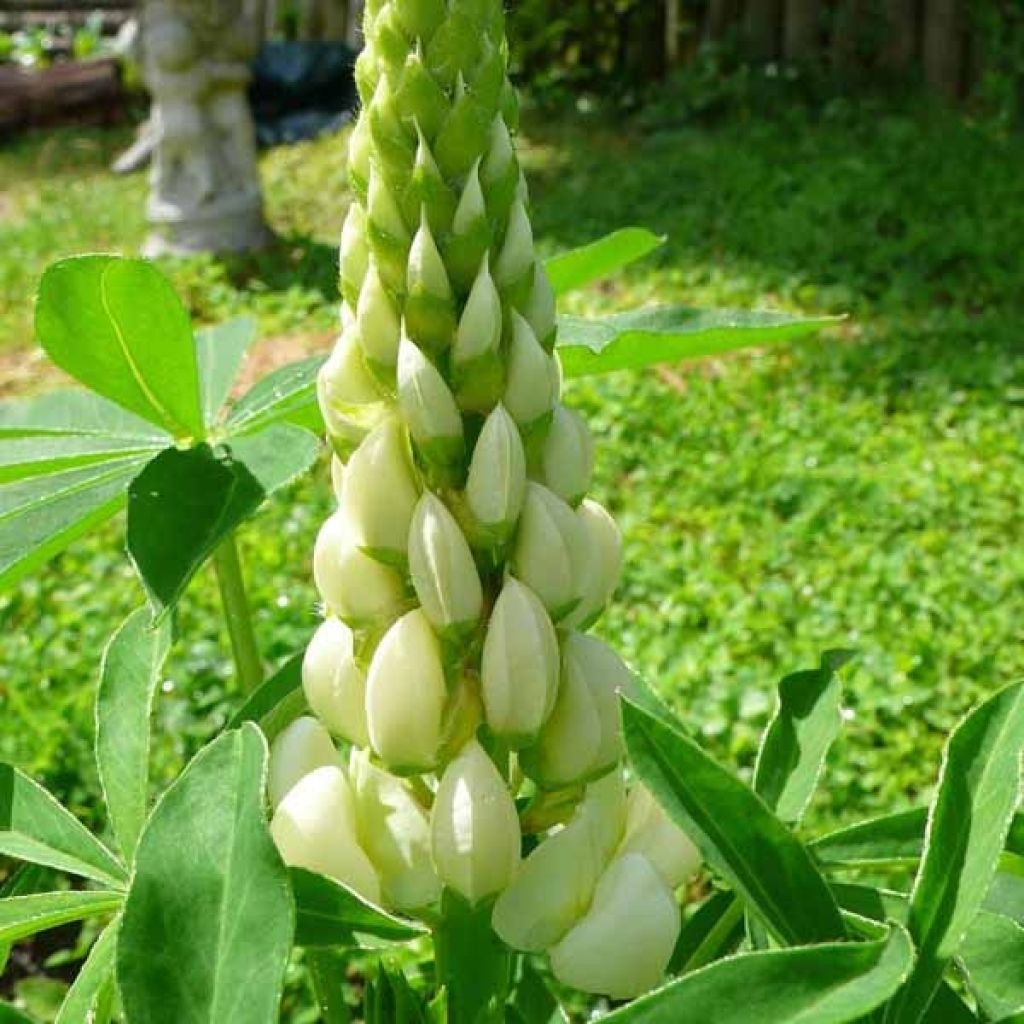 Lupin Noblemaiden La Demoiselle