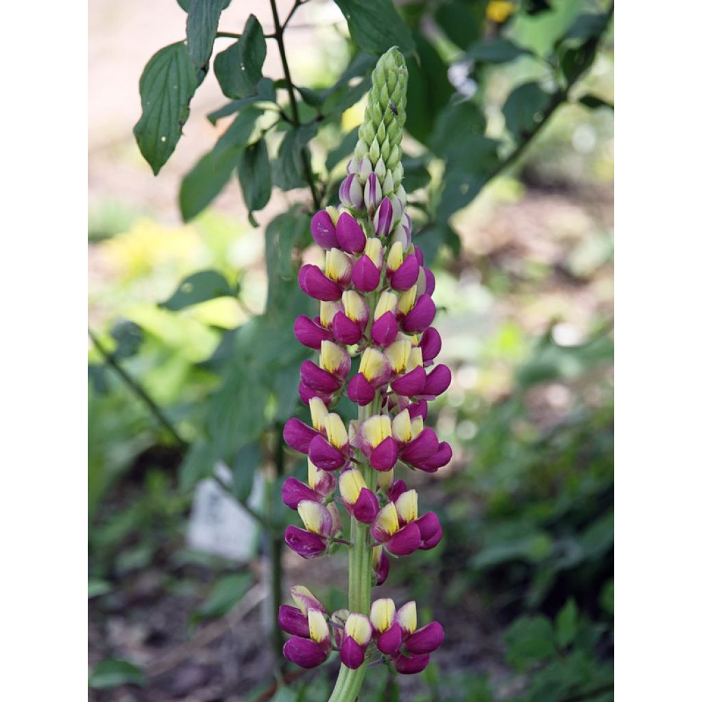 Lupinus West Country Manhattan Lights