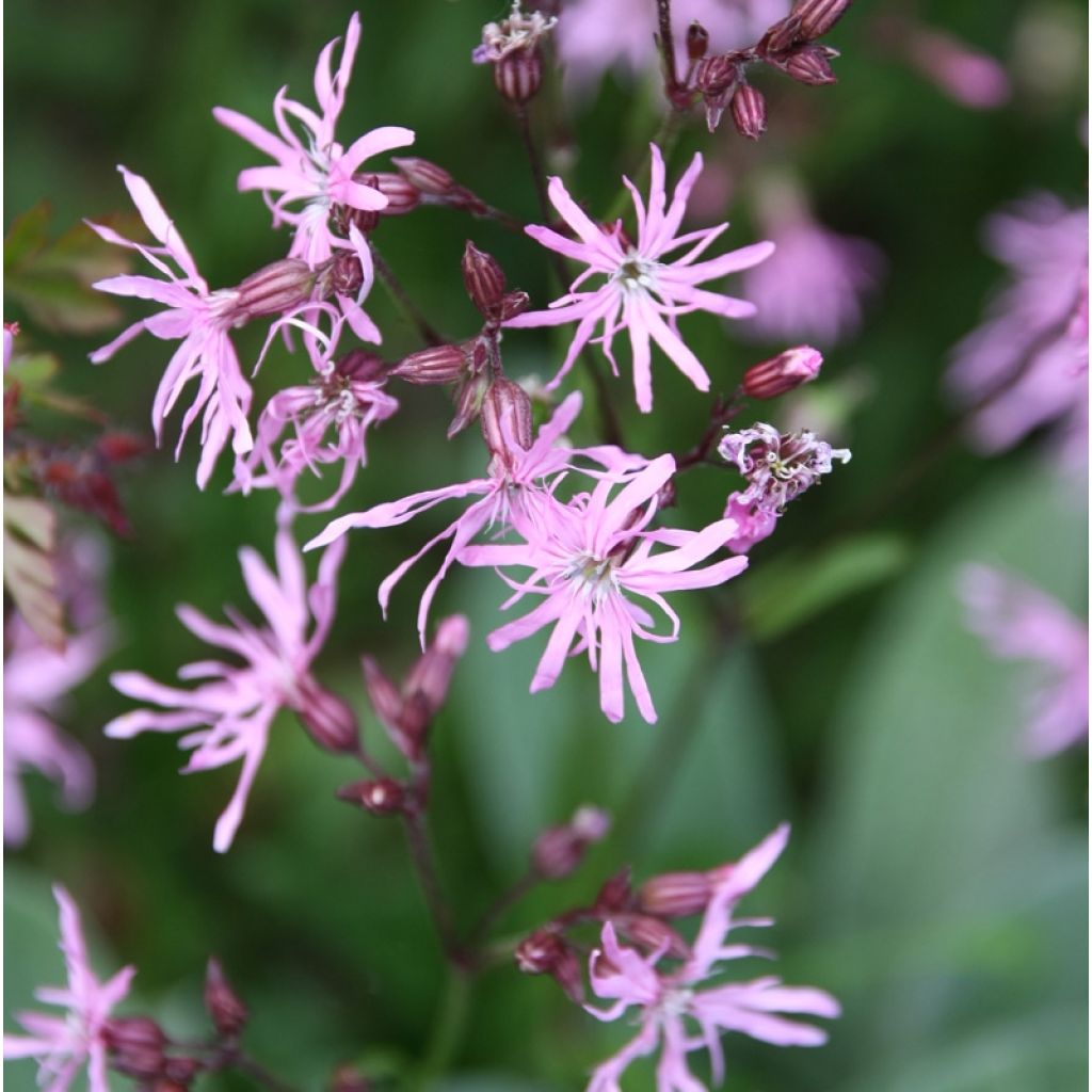 Lychnis flos-cuculi