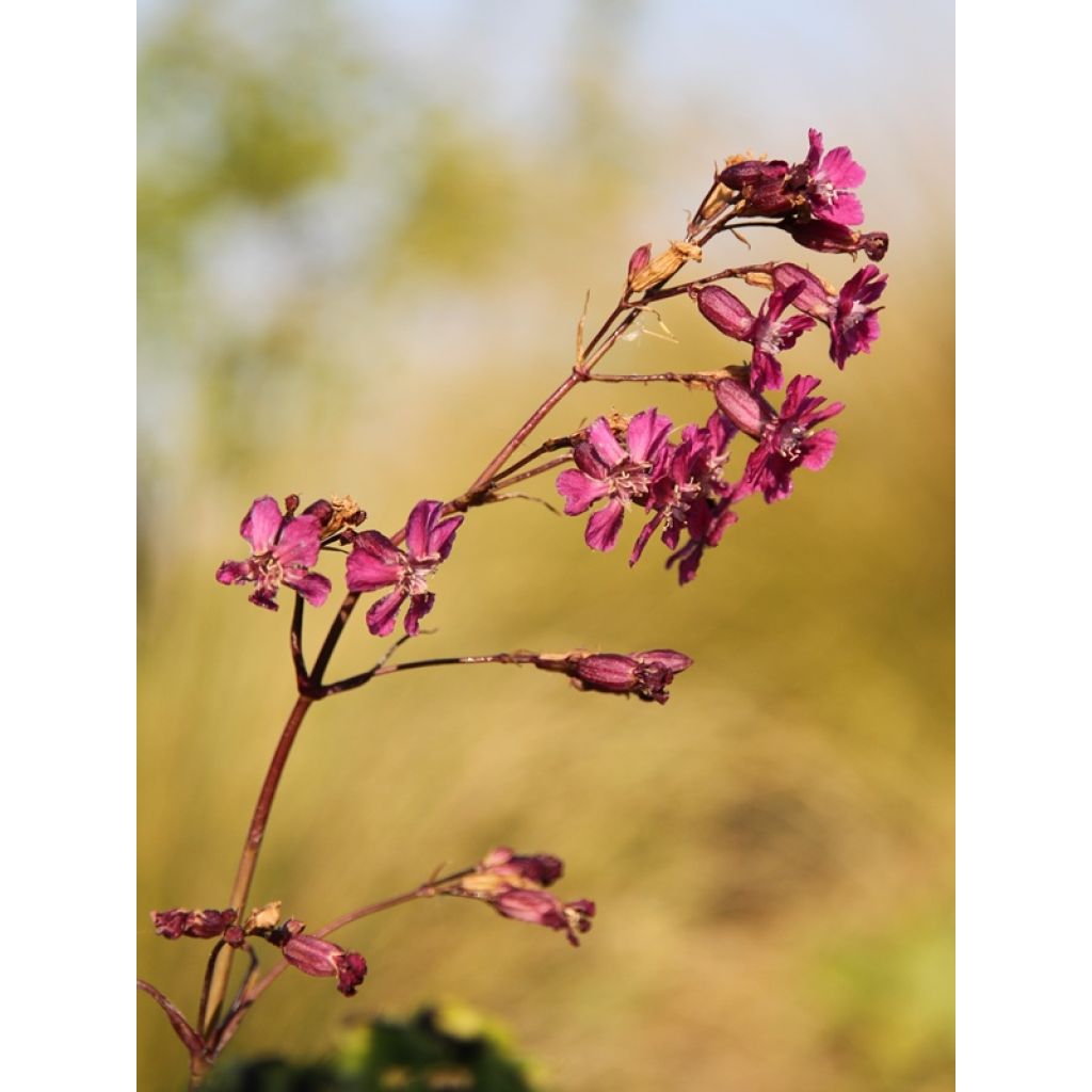 Lychnis viscaria Splendens