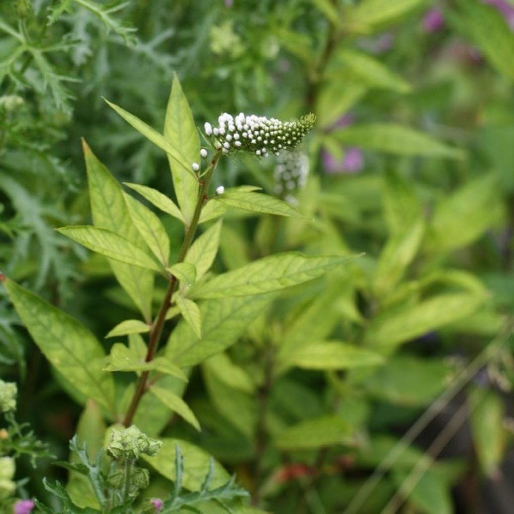 Lysimachia clethroides - Loosestrife