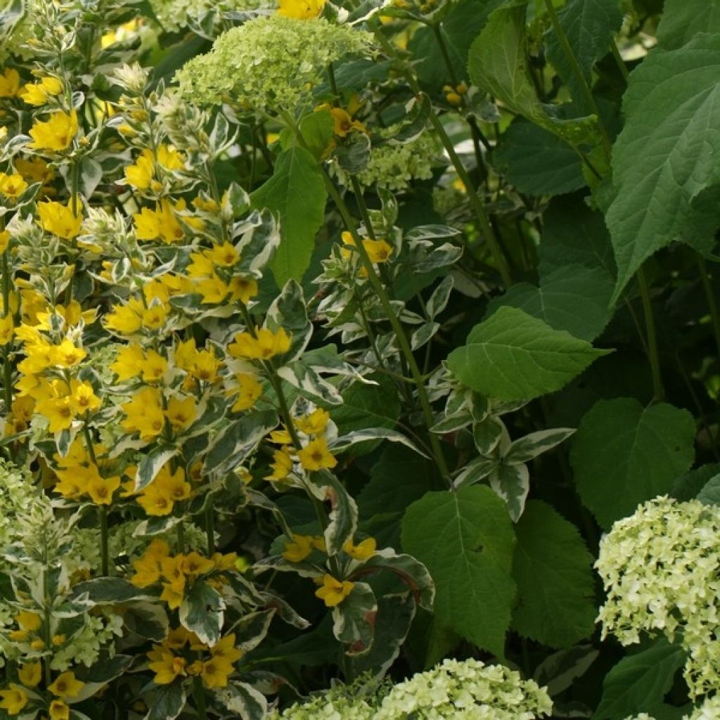 Lysimachia punctata Alexander - Loosestrife