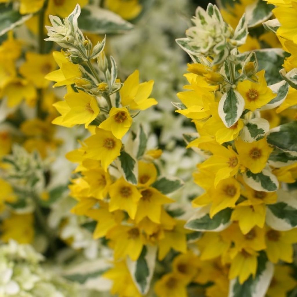 Lysimachia punctata Alexander - Loosestrife