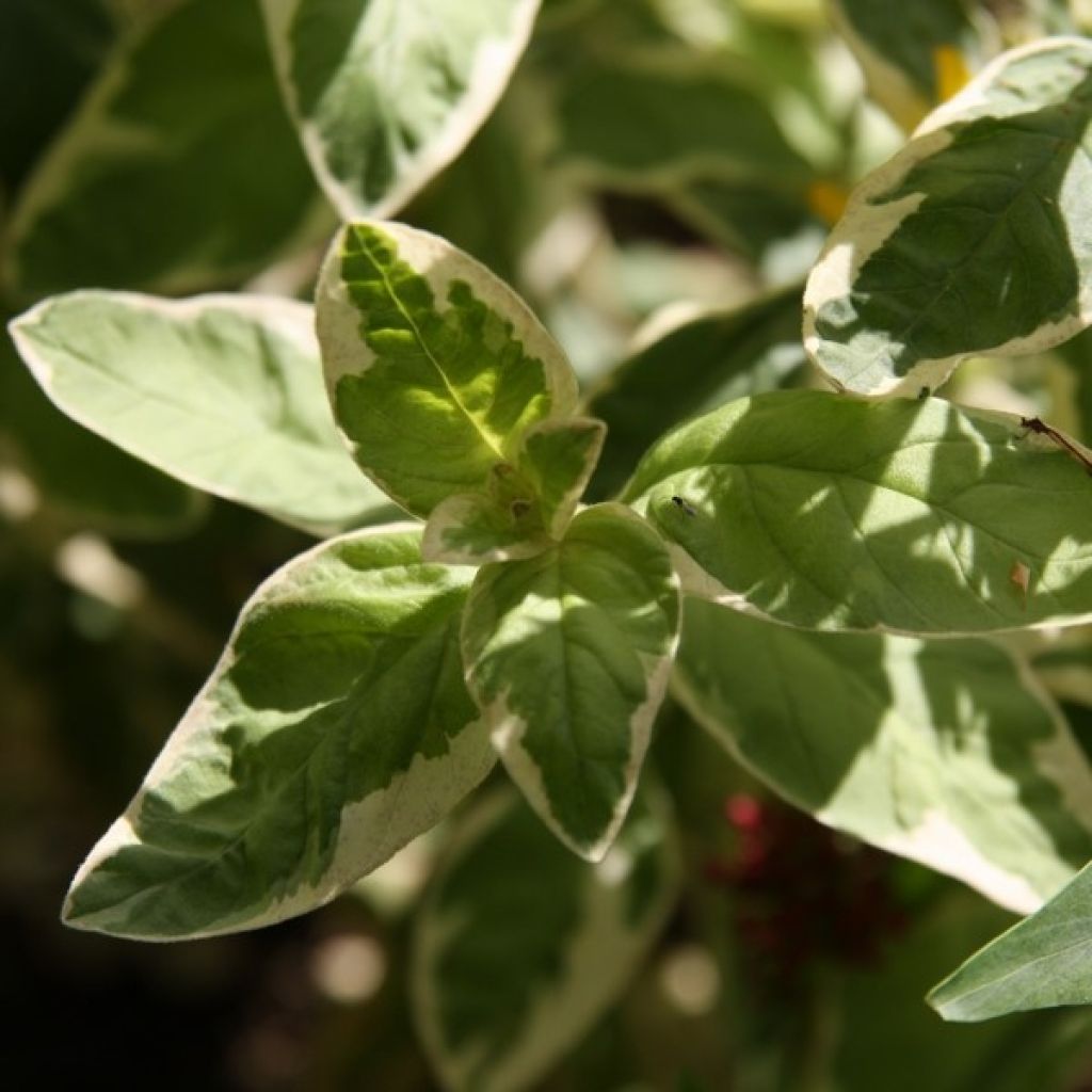 Lysimachia punctata Alexander - Loosestrife