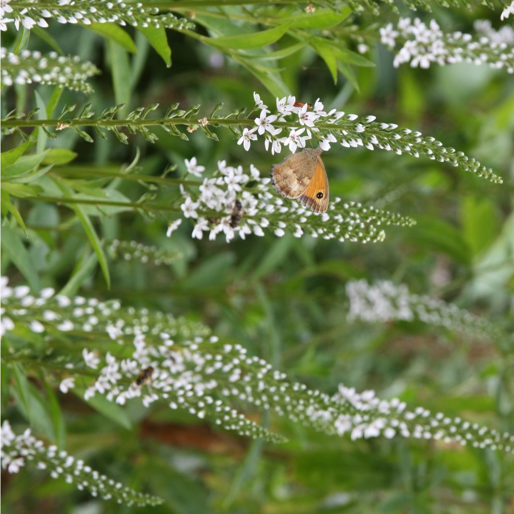 Lysimachia fortunei - Loosestrife