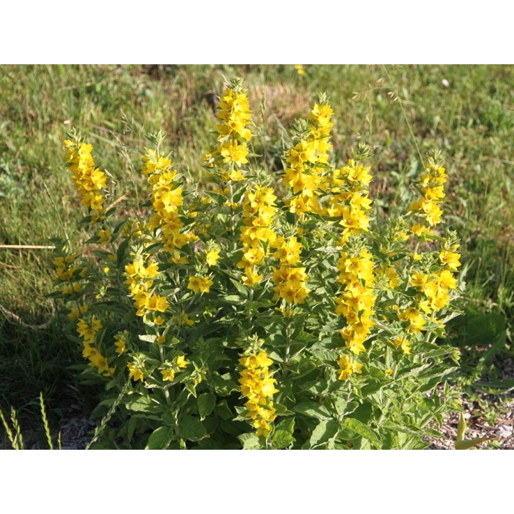 Lysimachia punctata - Loosestrife