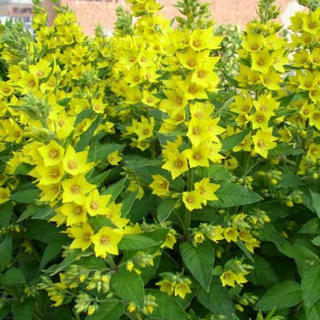 Lysimachia vulgaris - Loosestrife