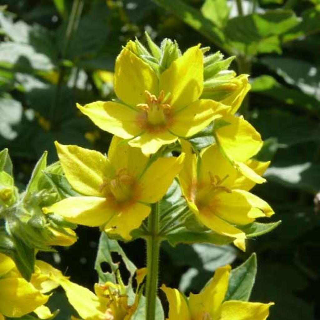 Lysimachia vulgaris - Loosestrife