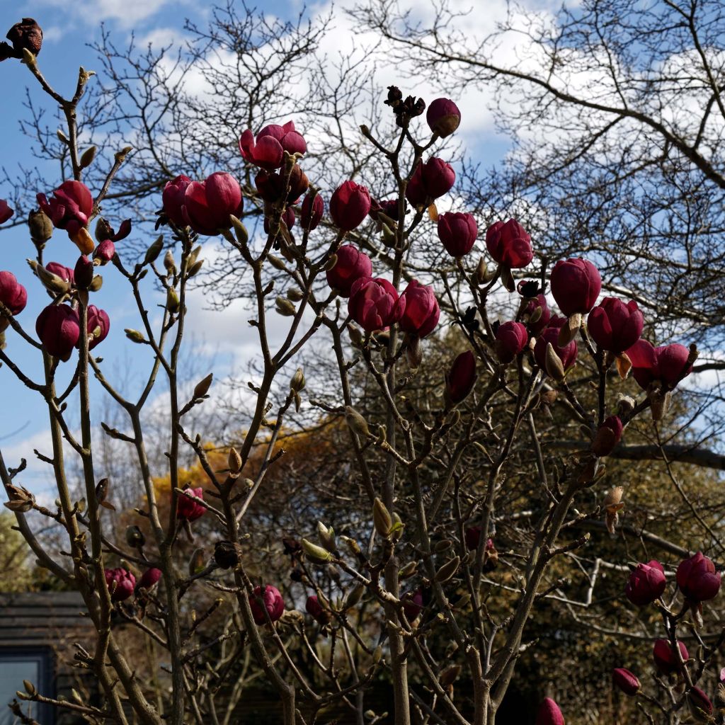 Magnolia Black Tulip Jurmag1